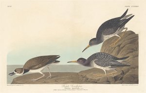 Lilla Sandpiper af Robert Havell after John James Audubon