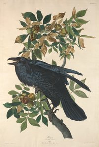 Ravn af Robert Havell after John James Audubon