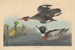 Rødbarmet Merganser af Robert Havell after John James Audubon