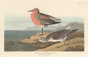 Rødbrynet Sandpiper af Robert Havell after John James Audubon