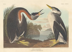 Rødhalset lappedykker af Robert Havell after John James Audubon