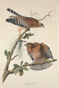 Rødskuldret Høg