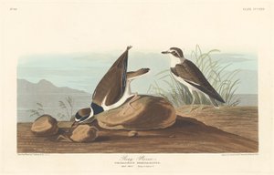 Ringhøne af Robert Havell after John James Audubon