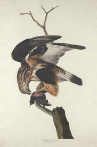 Rubenet Falcon af Robert Havell after John James Audubon