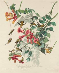Rubinstrubet kolibri af Robert Havell after John James Audubon