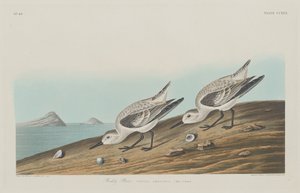 Ruddy Plover af Robert Havell after John James Audubon
