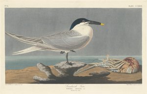 Sandwichtern af Robert Havell after John James Audubon