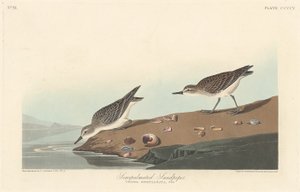 Halv-palmatiseret Sandpiper af Robert Havell after John James Audubon