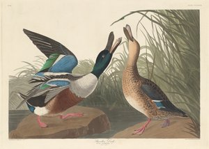 Skovler And