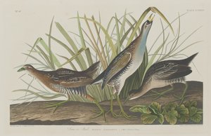 Sora eller Rail af Robert Havell after John James Audubon