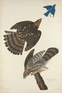 Stanley Hawk af Robert Havell after John James Audubon