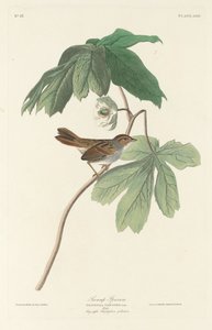 Sumpspurv af Robert Havell after John James Audubon