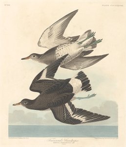 Townsends Sandpiper af Robert Havell after John James Audubon