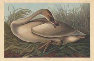 Trompetist Svane af Robert Havell after John James Audubon