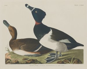 Tufted Duck af Robert Havell after John James Audubon