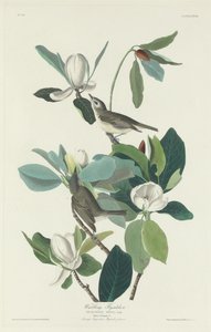 Warbling Fluesnapper af Robert Havell after John James Audubon
