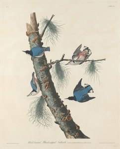Hvidbarmet sortkappet nøddetække af Robert Havell after John James Audubon