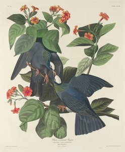 Hvidkronet due af Robert Havell after John James Audubon