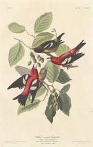 Hvidvinget korsnæb af Robert Havell after John James Audubon
