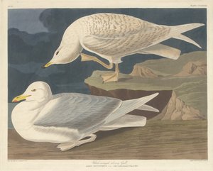 Hvidvinget Sølvmåge af Robert Havell after John James Audubon