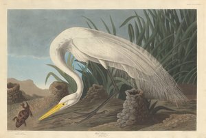 Hvid hejre af Robert Havell after John James Audubon