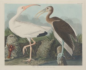 Hvid Ibis af Robert Havell after John James Audubon