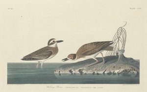 Wilsons Plover af Robert Havell after John James Audubon