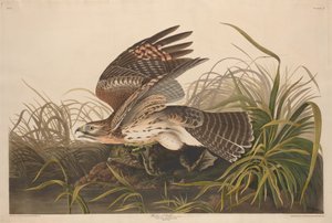 Vinterhøg af Robert Havell after John James Audubon