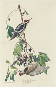 Gulbuget spætte af Robert Havell after John James Audubon