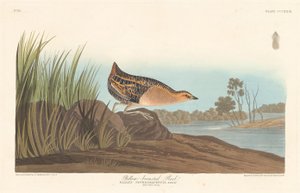 Gulbarmet skinne af Robert Havell after John James Audubon
