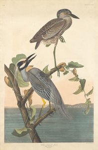 Gul-kronet hejre af Robert Havell after John James Audubon