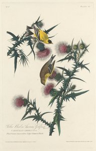 Gul fugl eller amerikansk guldfink af Robert Havell after John James Audubon