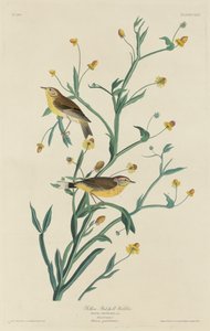 Gul rødpolsanger af Robert Havell after John James Audubon