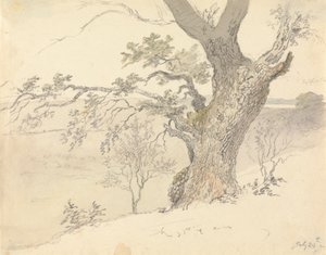 En eg i Englefield Park af Robert Hills
