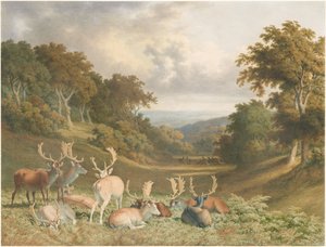 Hjorte i Knole Park, Kent af Robert Hills