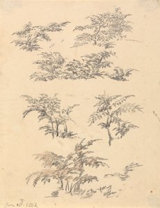 Studie af Bracken af Robert Hills