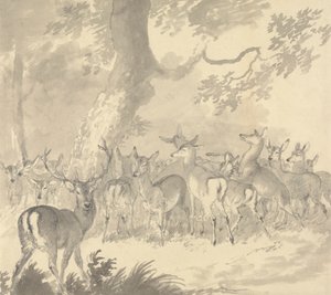 Undersøgelse af en hjort: Hjort i forgrunden med en gruppe husdyr og fawns under et træ af Robert Hills