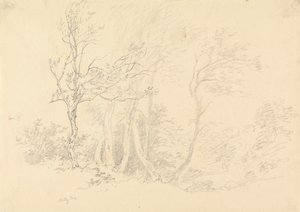 Studie af et kristtorntræ af Robert Hills