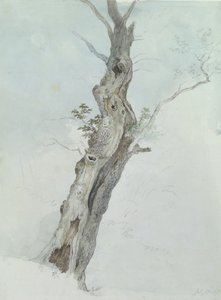Træstudie, ca. 1800-05 (wc over grafit på papir) af Robert Hills