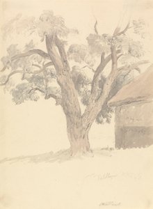 Valnøddetræ af Robert Hills