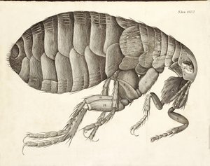 Tværsnit af en loppe fra Micrographia, pub. 1665 af Robert Hooke