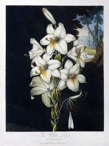 Den hvide lilje af Robert John (after) Thornton