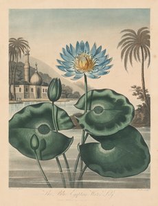 The Temple of Flora, eller Naturens Have: Blue Egyptian Waterlily, 1804.
