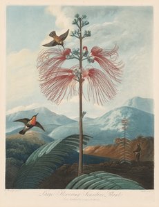 Floratemplet eller naturens have: Stor blomstrende følsom plante