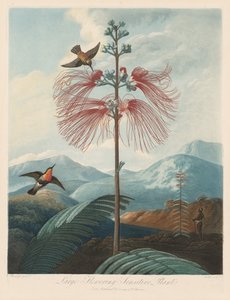 Floratemplet eller naturens have: stor blomstrende følsom plante, 1799-1807.