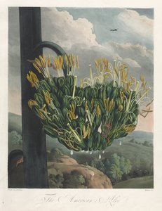 The Temple of Flora, eller Naturens Have: The American Aloe