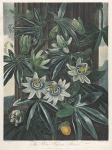 The Temple of Flora, eller Naturens Have: The Blue Passion Flower, 1800.