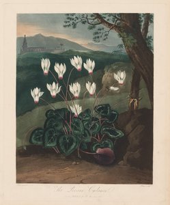 Floratemplet eller naturens have: Den persiske Cyclamen