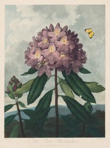 Floratemplet eller Naturens Have: Den Pontiske Rhododendron, 1799-1807.