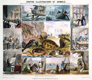 Krebsdyr og krybdyr, c1850